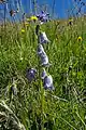 Campanula barbata • گلاستکانی ریشدار
