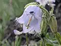 Campanula barbata • گلاستکانی ریشدار