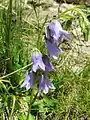 Campanula barbata • گلاستکانی ریشدار