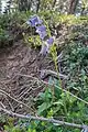 Campanula barbata • گلاستکانی ریشدار