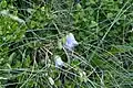Campanula barbata • گلاستکانی ریشدار