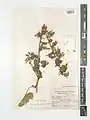 Campanula sclerotricha • گل‌استکانی کرک زبر