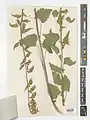 Campanula sclerotricha • گل‌استکانی کرک زبر