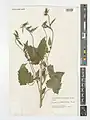Campanula sclerotricha • گل‌استکانی کرک زبر