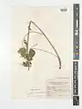 Campanula sclerotricha • گل‌استکانی کرک زبر