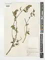 Campanula sclerotricha • گل‌استکانی کرک زبر
