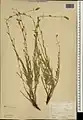 Campanula stricta • گل‌استکانی راست