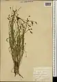 Campanula stricta • گل‌استکانی راست