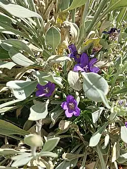 Campanula stricta • گل‌استکانی راست