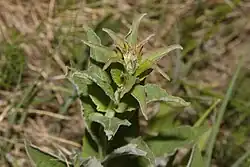 Campanula bononiensis • گلاستکانی بونونی