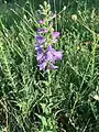 Campanula bononiensis • گلاستکانی بونونی