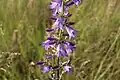 Campanula bononiensis • گلاستکانی بونونی