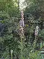 Campanula bononiensis • گلاستکانی بونونی