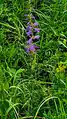 Campanula bononiensis • گلاستکانی بونونی