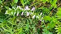 Campanula bononiensis • گلاستکانی بونونی