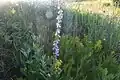 Campanula bononiensis • گلاستکانی بونونی
