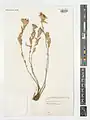 Campanula involucrata • گلاستکانی برگهدار