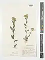 Campanula involucrata • گلاستکانی برگهدار