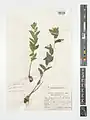 Campanula involucrata • گلاستکانی برگهدار