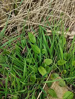 Campanula rapunculoides • گلاستکانی برگ گزنهای