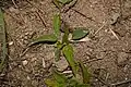 Campanula rapunculoides • گلاستکانی برگ گزنهای