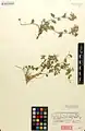Campanula kermanica • گل‌استکانی کرمانی