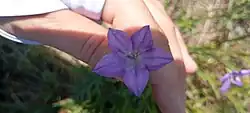 Campanula stevenii • گلاستکانی تک گل