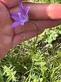 Campanula stevenii • گلاستکانی تک گل