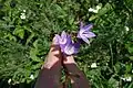 Campanula stevenii • گلاستکانی تک گل