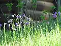 Campanula stevenii • گلاستکانی تک گل