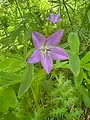 Campanula stevenii • گلاستکانی تک گل