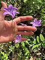 Campanula stevenii • گلاستکانی تک گل