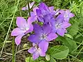 Campanula stevenii • گلاستکانی تک گل