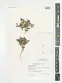 Campanula propinqua • گل‌استکانی آذربایجانی