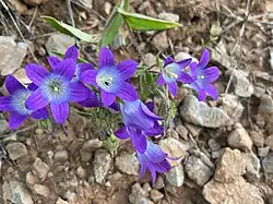 Campanula propinqua • گل‌استکانی آذربایجانی
