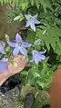 Campanula lactiflora • گلاستکانی شیری رنگ