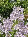 Campanula lactiflora • گلاستکانی شیری رنگ