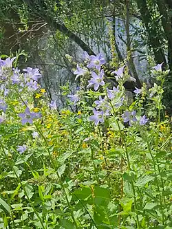 Campanula lactiflora • گلاستکانی شیری رنگ