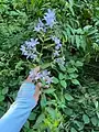 Campanula lactiflora • گلاستکانی شیری رنگ