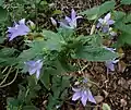 Campanula lactiflora • گلاستکانی شیری رنگ