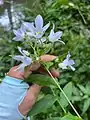 Campanula lactiflora • گلاستکانی شیری رنگ