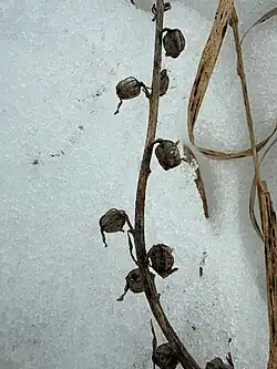 Campanula latifolia • گلاستکانی غولآسا