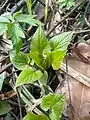 Campanula latifolia • گلاستکانی غولآسا