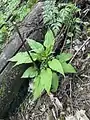 Campanula latifolia • گلاستکانی غولآسا