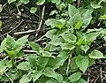 Campanula latifolia • گلاستکانی غولآسا