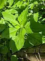 Campanula latifolia • گلاستکانی غولآسا