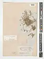 Campanula lourica • گل‌استکانی لورا