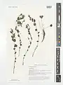 Campanula bayerniana • گلاستکانی قرهباغی