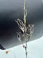 Campanula rapunculus • گل‌استکانی خوراکی