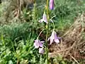 Campanula rapunculus • گل‌استکانی خوراکی